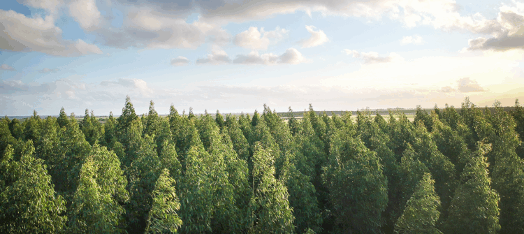 Protegiendo los bosques: Certificaciones FSC®