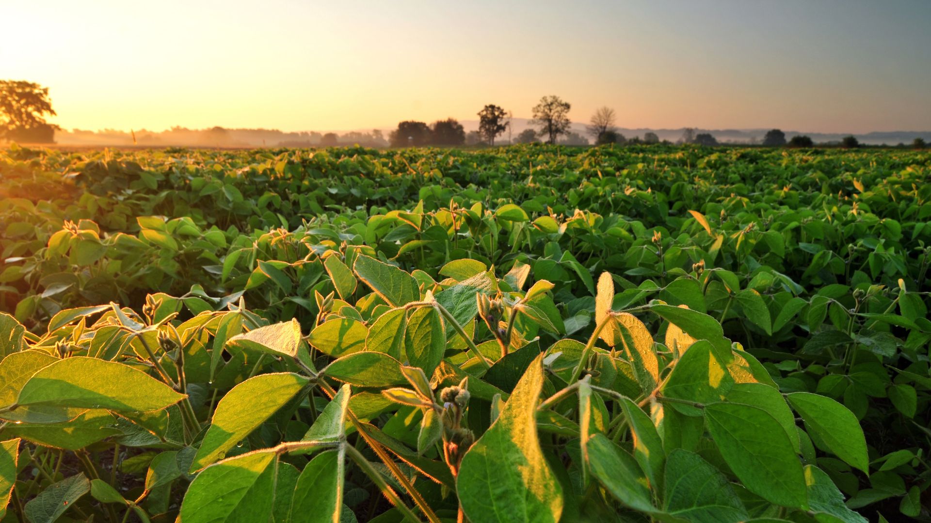 Reforzamos nuestro compromiso con la producción sustentable junto a la Round Table on Responsible Soy Association