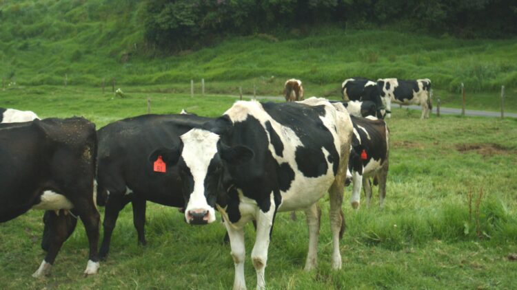 [Costa Rica] Proveedor tico destaca por eficiencia y calidad en sus productos