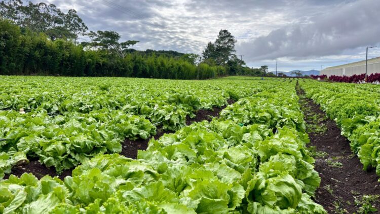 [Costa Rica] Calidad, inocuidad y frescura son parte de los estándares que han llevado al éxito a empresa costarricense