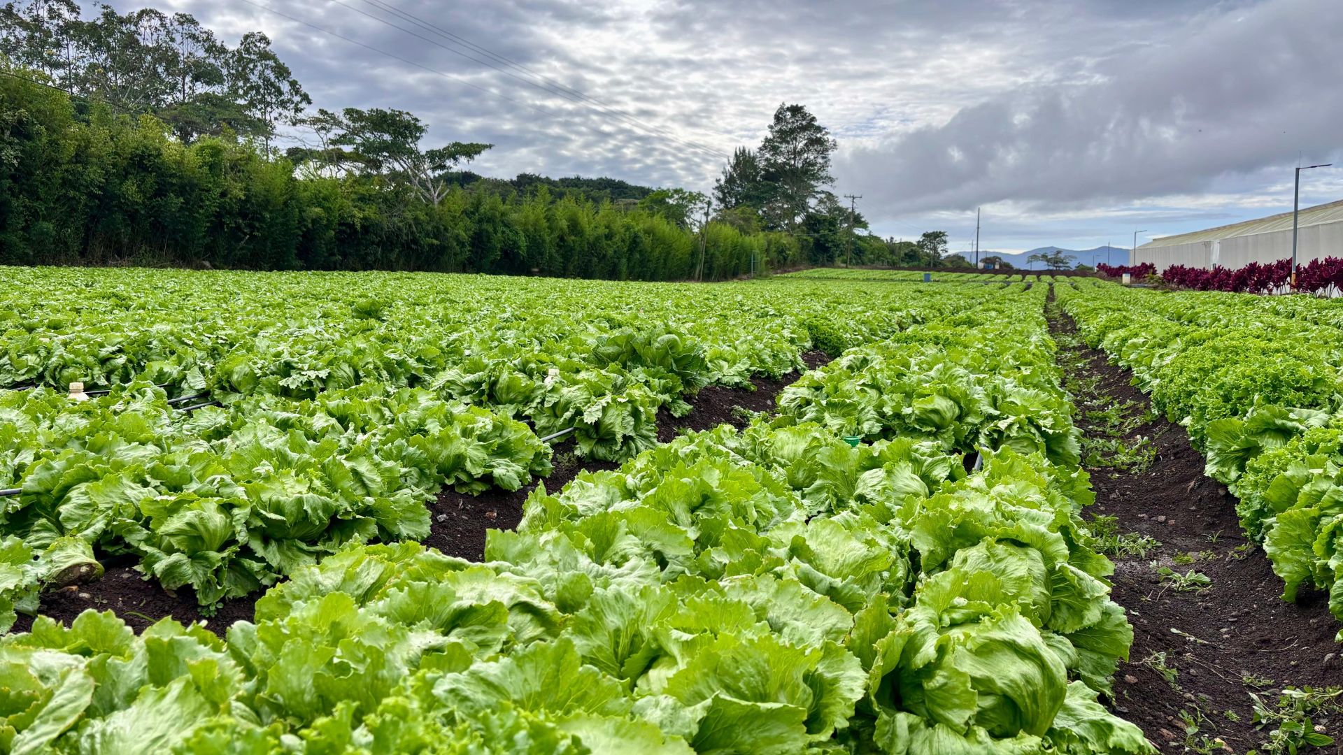 [Costa Rica] Calidad, inocuidad y frescura son parte de los estándares que han llevado al éxito a empresa costarricense