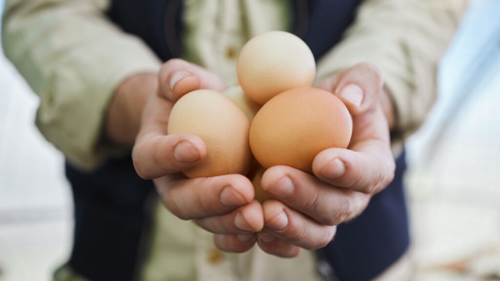 Huevos frescos libres de jaula: nuestro compromiso en la región